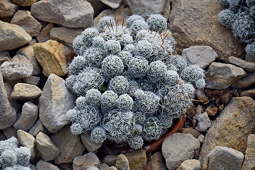 Mammillaria surculosa: Mammillaria surculosa in Tropengewächshäuser des Botanischen Gartens, Hamburg