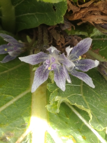 Mandrake (Mandragora officinarum)