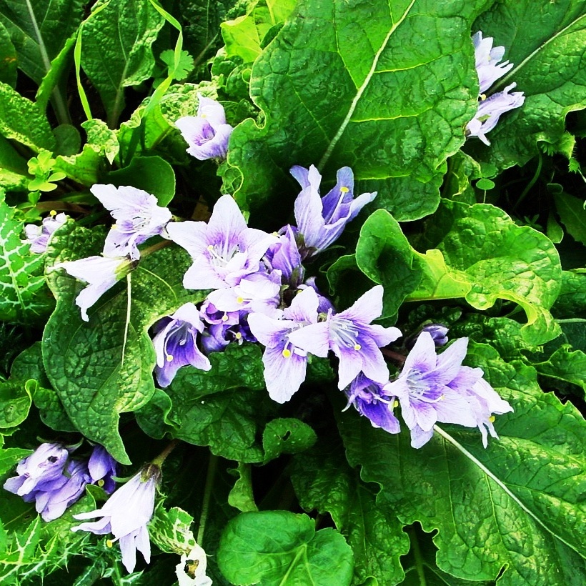 Mandrake: Riserva dello Zingaro , Sicily Mandragora autumnalis Bertol.