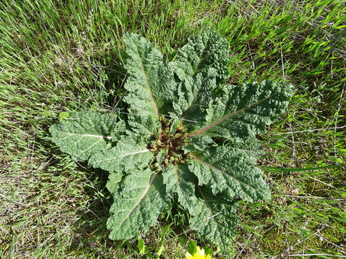 Mandrake (Mandragora officinarum)