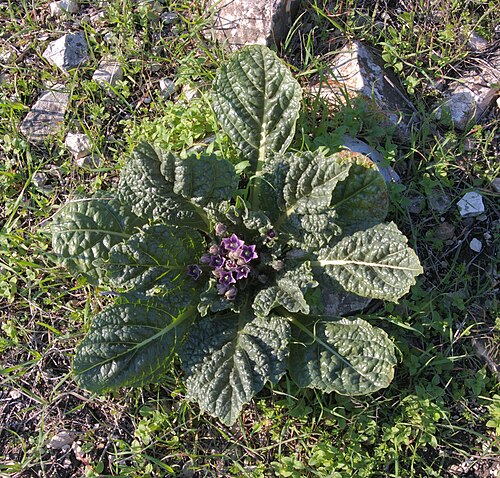 Mandrake: דודא רפואי, יקנעם.
