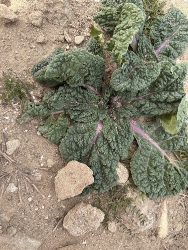 Mandrake (Mandragora officinarum)