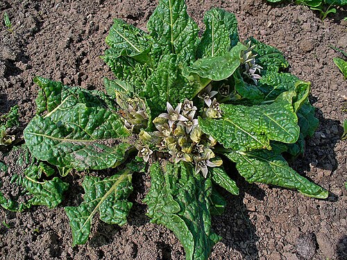 Mandrake: Mandragora officinarum , Common Mandrake, habitus.