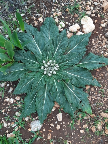Mandrake (Mandragora officinarum)