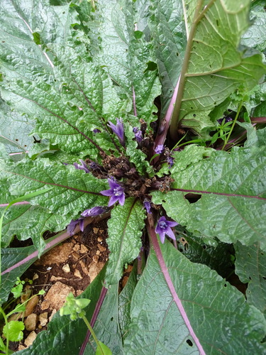 Mandrake (Mandragora officinarum)