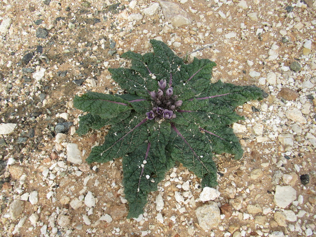 Mandrake (Mandragora officinarum)