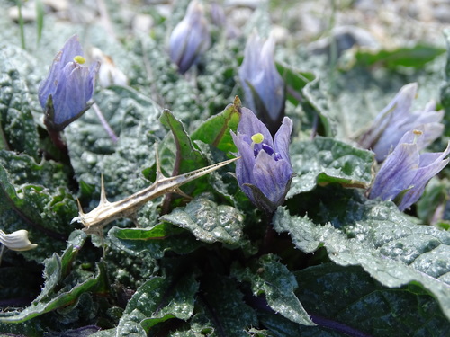Mandrake (Mandragora officinarum)