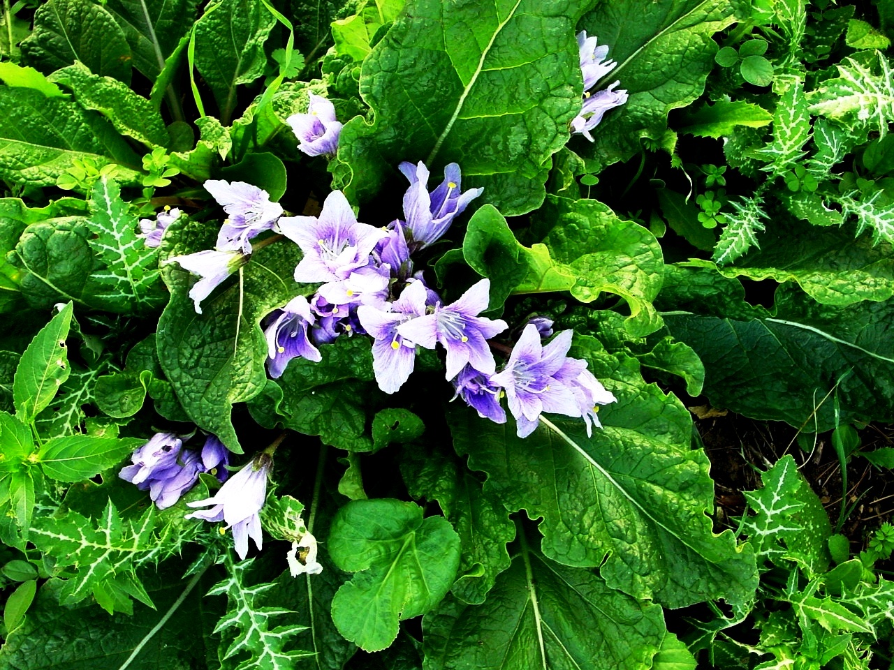 Mandrake: Riserva della Zingaro , Sicily Mandragora autumnalis Bertol.