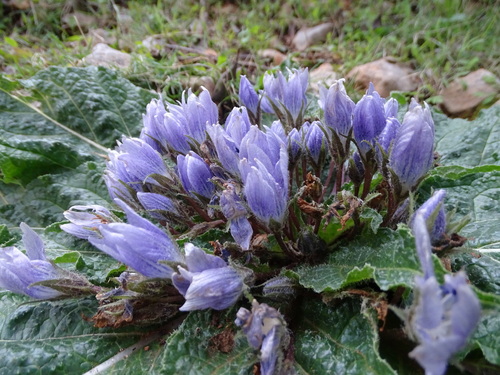 Mandrake (Mandragora officinarum)