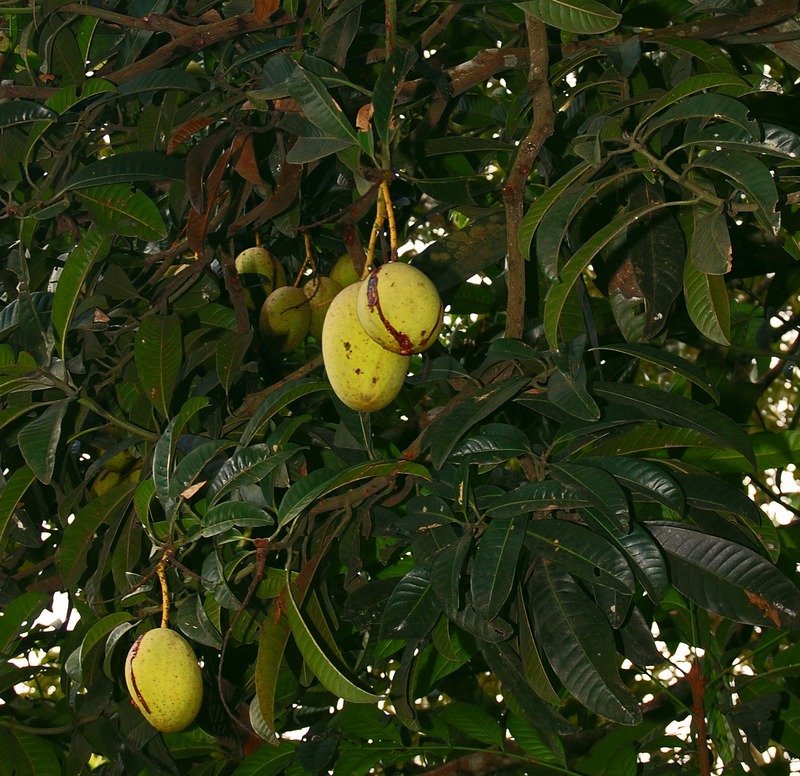Bachang: Mangifera foetida , fruiting branch. Pandeglang, Banten (west Java ), Indonesia