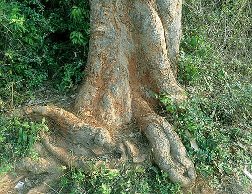 Mango: (Mangifera indica) Tree bark view at Kambalakonda wildlife sanctuary, Visakhapatnam
