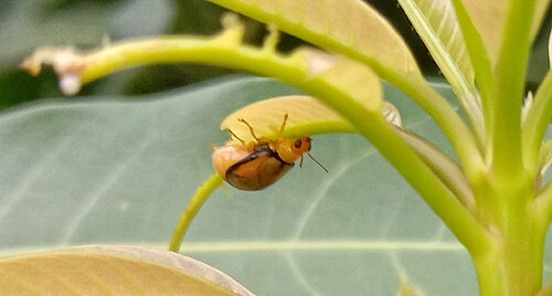 Mango: A leaf beetle (Chrysomelidae) captured on a leaf of Mangifera indica. Photo taken on June 9, 2022.