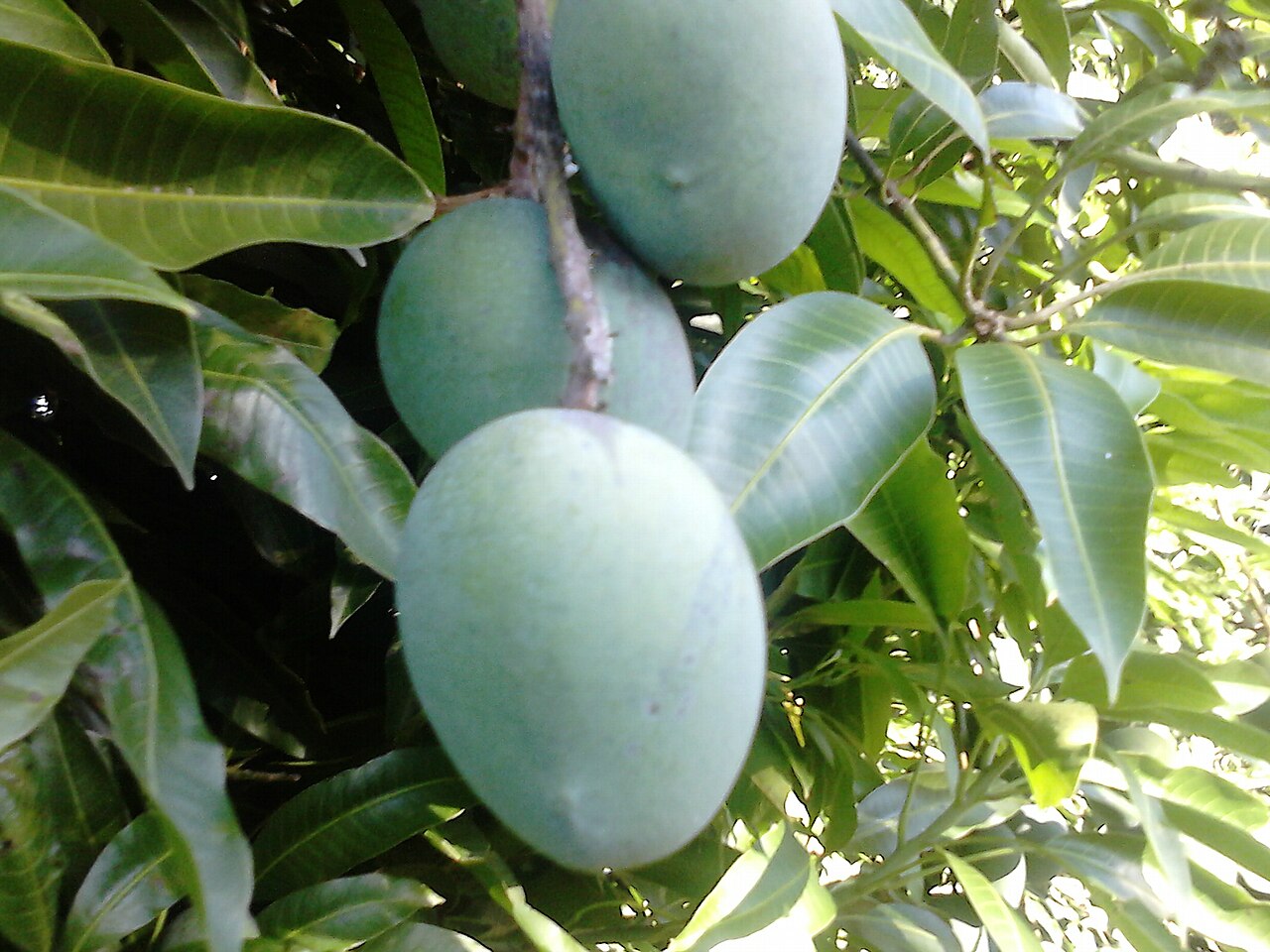 Mangifera lagenifera: Mangas da variedade coquinho no Brasil.
