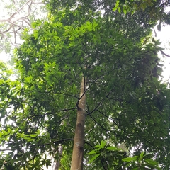 Mangifera quadrifida (Mangifera quadrifida)