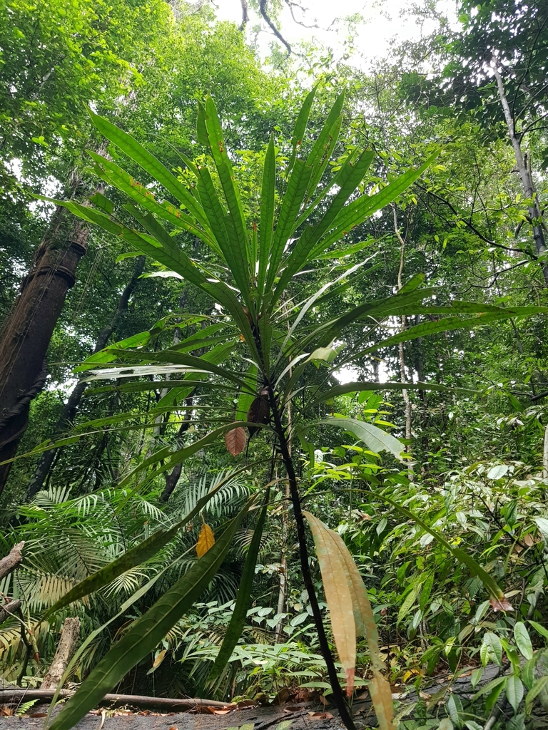 Mangifera subsessilifolia (Mangifera subsessilifolia)