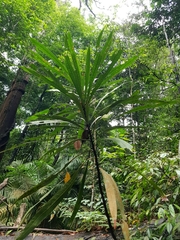 Mangifera subsessilifolia (Mangifera subsessilifolia)