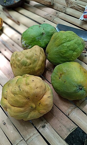 Mangifera sumbawaensis: Mangga Busit