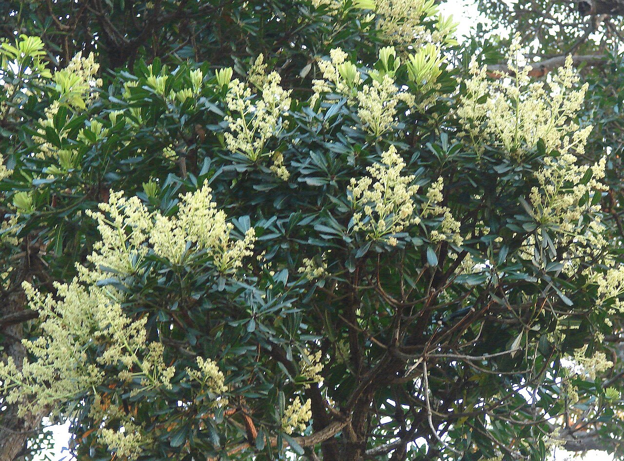 Sri Lankan mango: Flowering Mangifera zeylanica tree in Kurunegala.