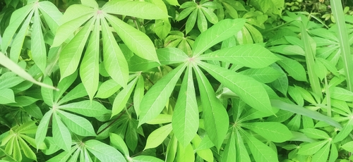 Cassava (Manihot esculenta)