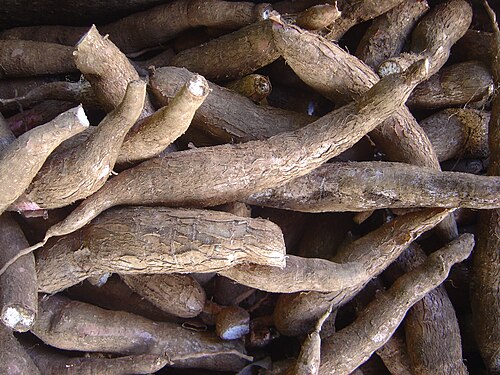Cassava: La mandioca: uno de los productos principales de San José de los Arroyos