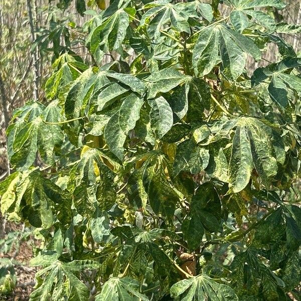 Cassava (Manihot esculenta)
