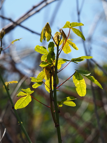 Cassava (Manihot esculenta)