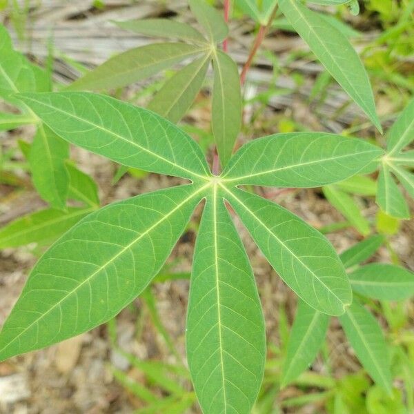 Cassava (Manihot esculenta)