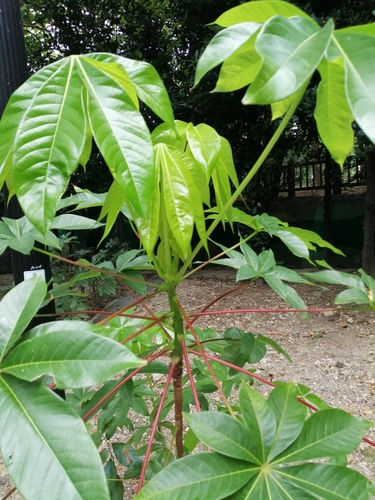 Cassava (Manihot esculenta)