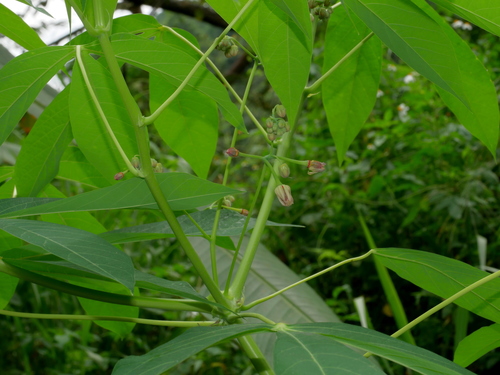 Cassava (Manihot esculenta)