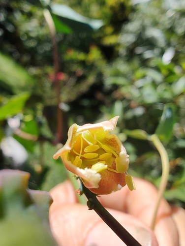 Cassava (Manihot esculenta)