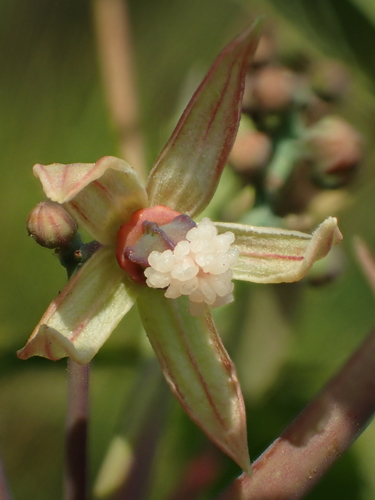 Cassava (Manihot esculenta)