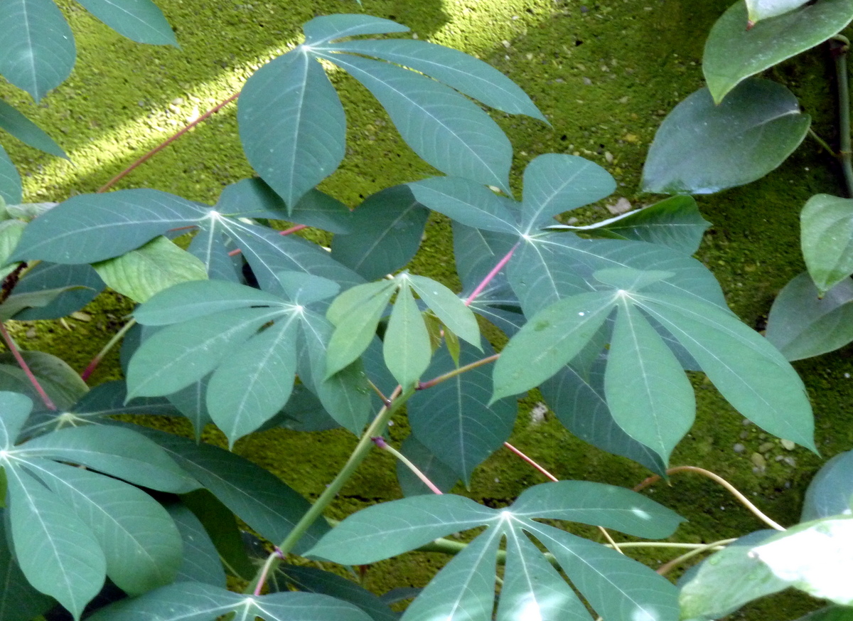 Cassava: Euphorbiaceae