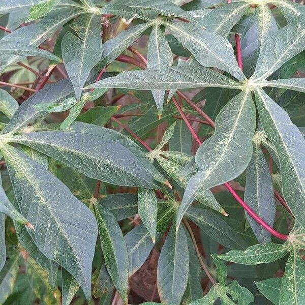 Cassava (Manihot esculenta)