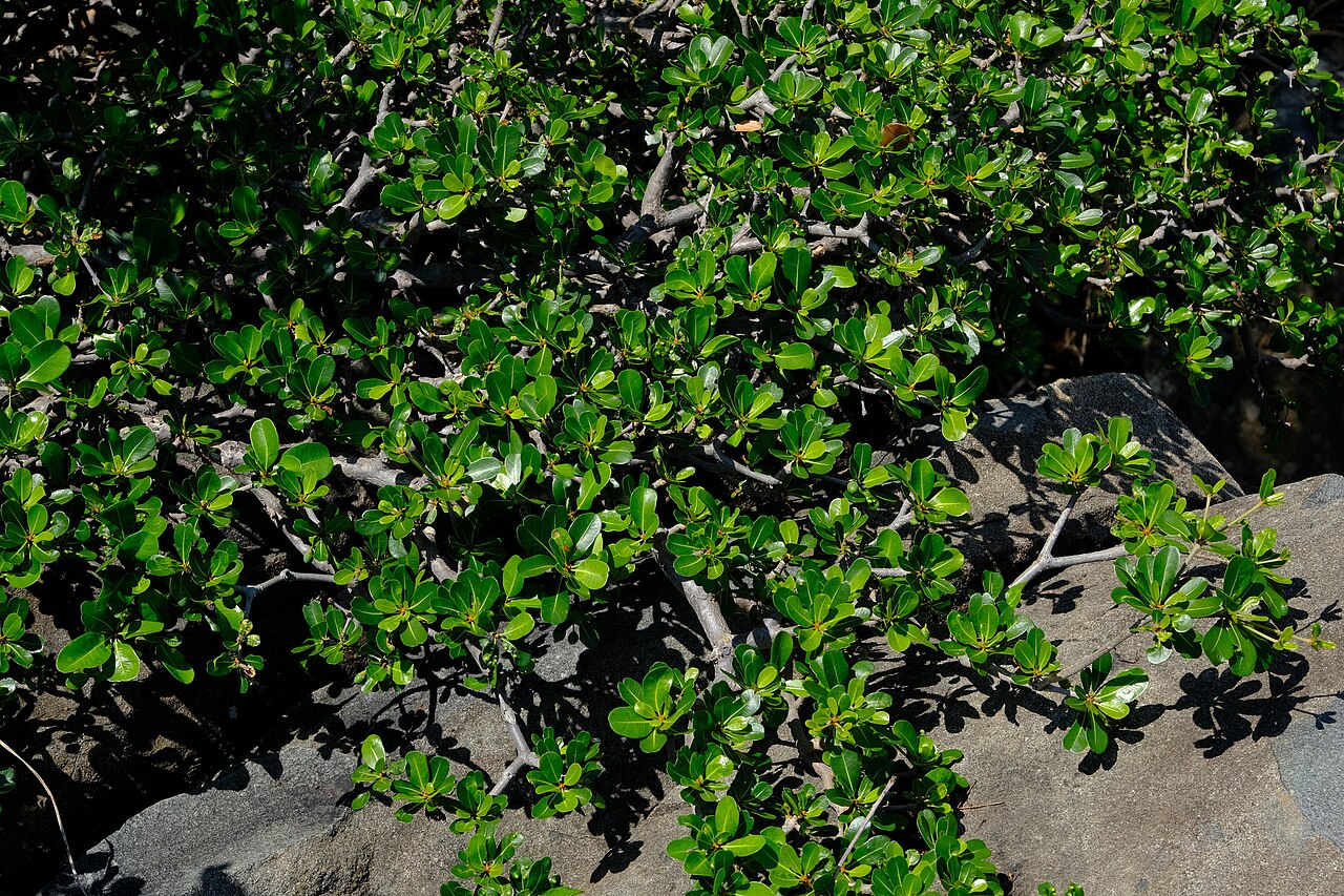 Manilkara concolor: Manilkara concolor