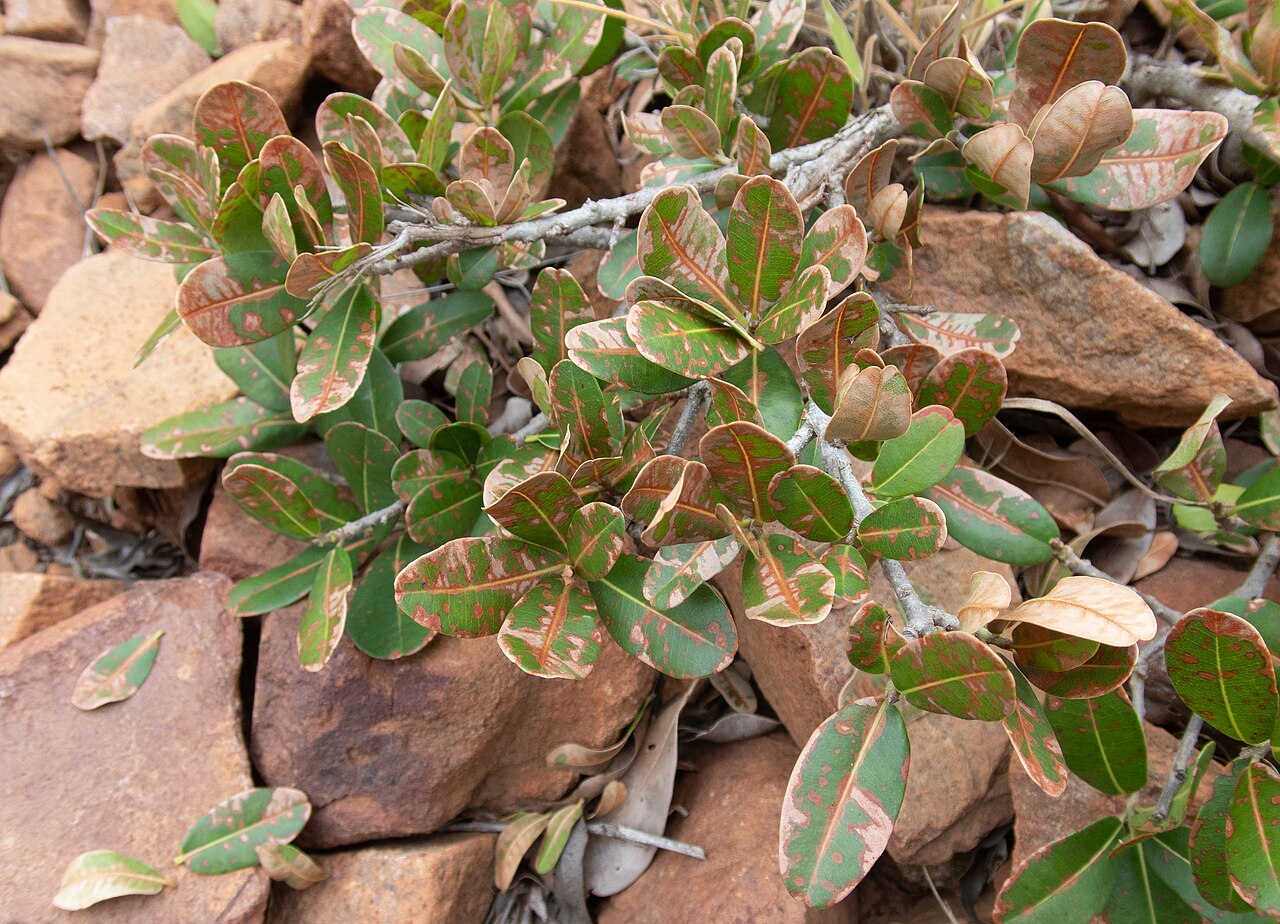 Manilkara concolor: Zulu Milkberry ( Manilkara concolor ) in South Africa