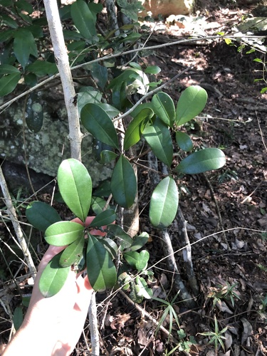 Manilkara discolor (Manilkara discolor)