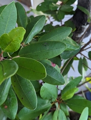 Wild dilly (Manilkara jaimiqui)