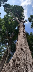 Manilkara littoralis (Manilkara littoralis)