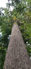 Manilkara littoralis (Manilkara littoralis)