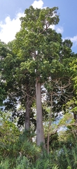 Manilkara littoralis (Manilkara littoralis)