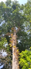 Manilkara littoralis (Manilkara littoralis)