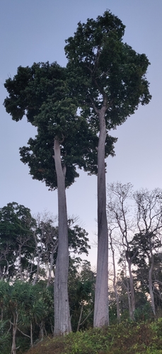 Manilkara littoralis (Manilkara littoralis)