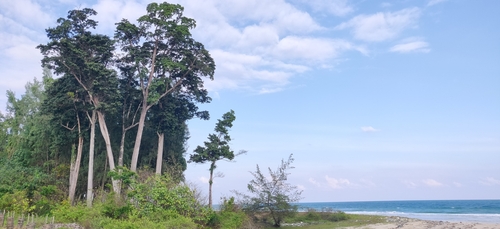 Manilkara littoralis (Manilkara littoralis)