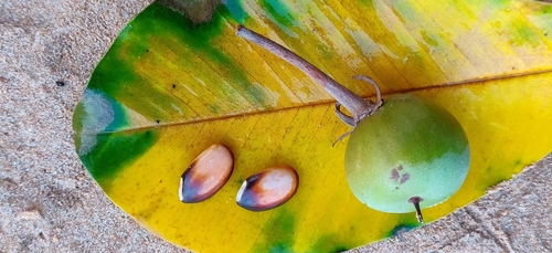 Manilkara littoralis (Manilkara littoralis)