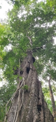 Manilkara littoralis (Manilkara littoralis)