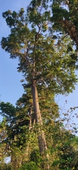 Manilkara littoralis (Manilkara littoralis)