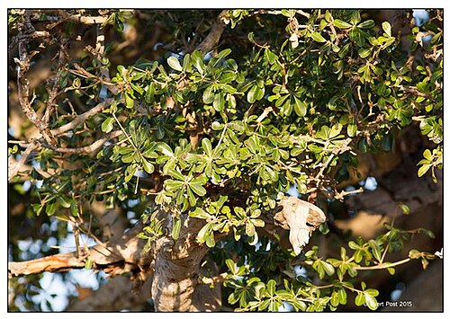 Manilkara mochisia: Manilkara mochisia (Baker) Dubard - a few kms north of Afsaal next to the H3 tar road in Kruger National Park, South Africa