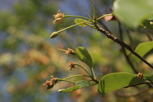 Manilkara roxburghiana (Manilkara roxburghiana)