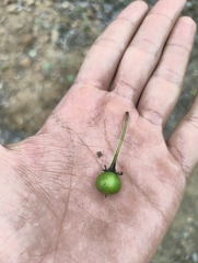 Manilkara roxburghiana (Manilkara roxburghiana)