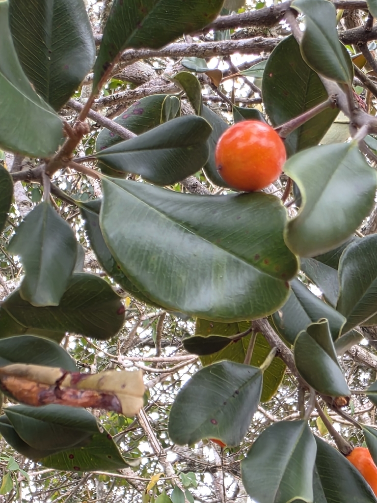 Manilkara rufula (Manilkara rufula)
